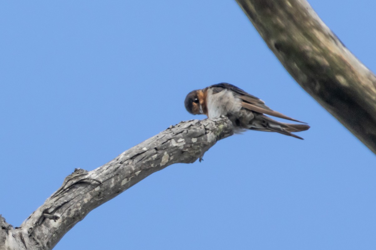 Welcome Swallow - ML644635344