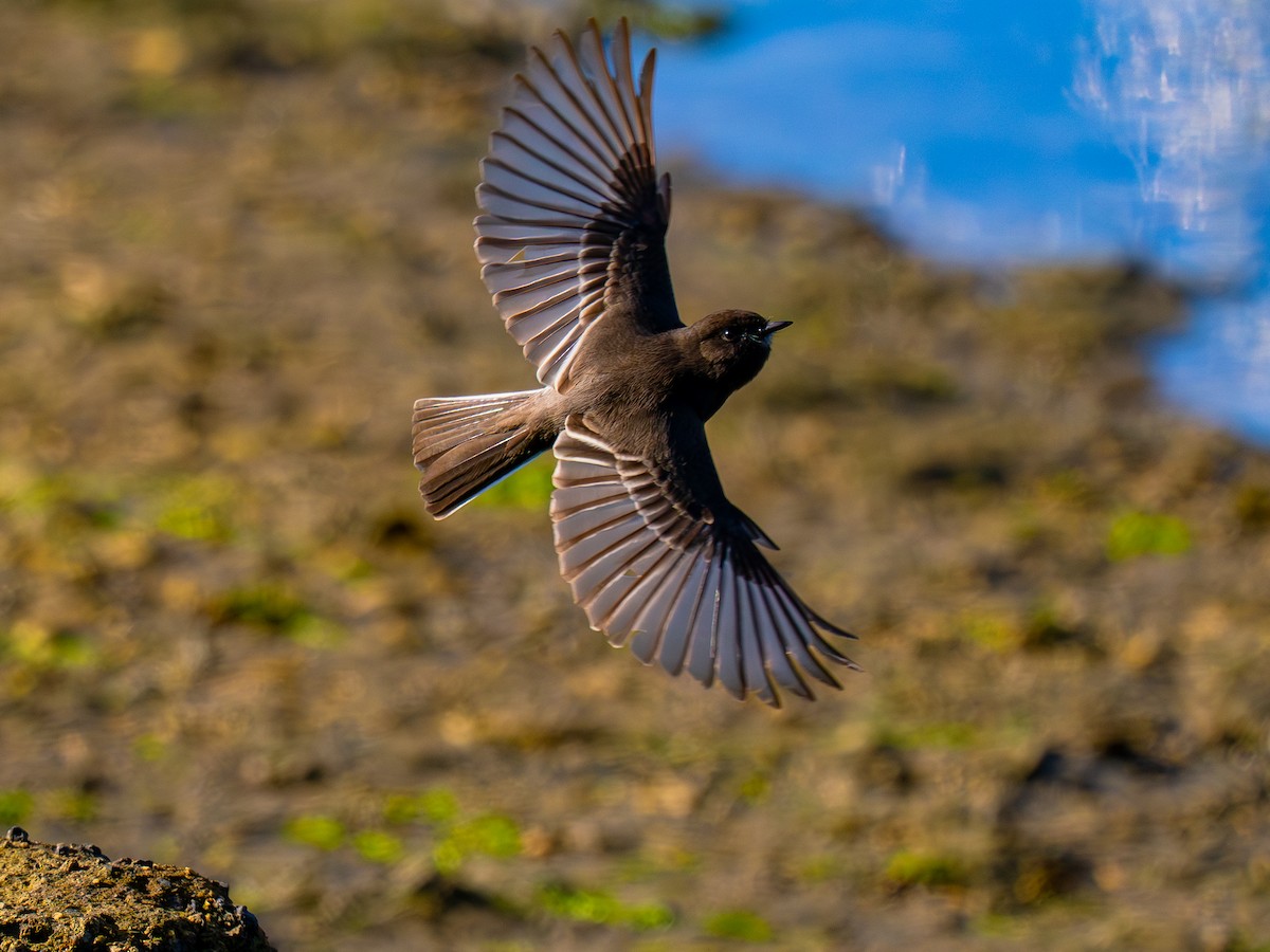 Black Phoebe - ML644635345