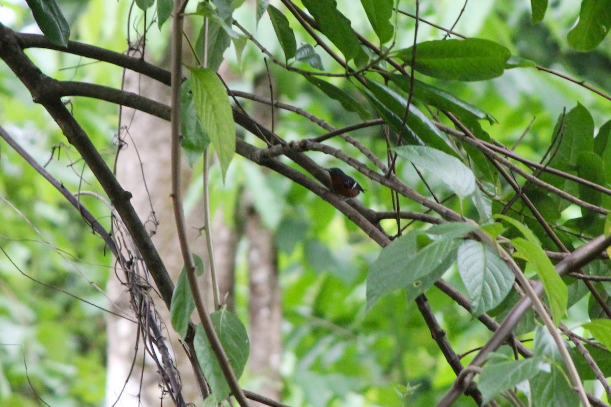 Dot-winged Antwren - ML644635346