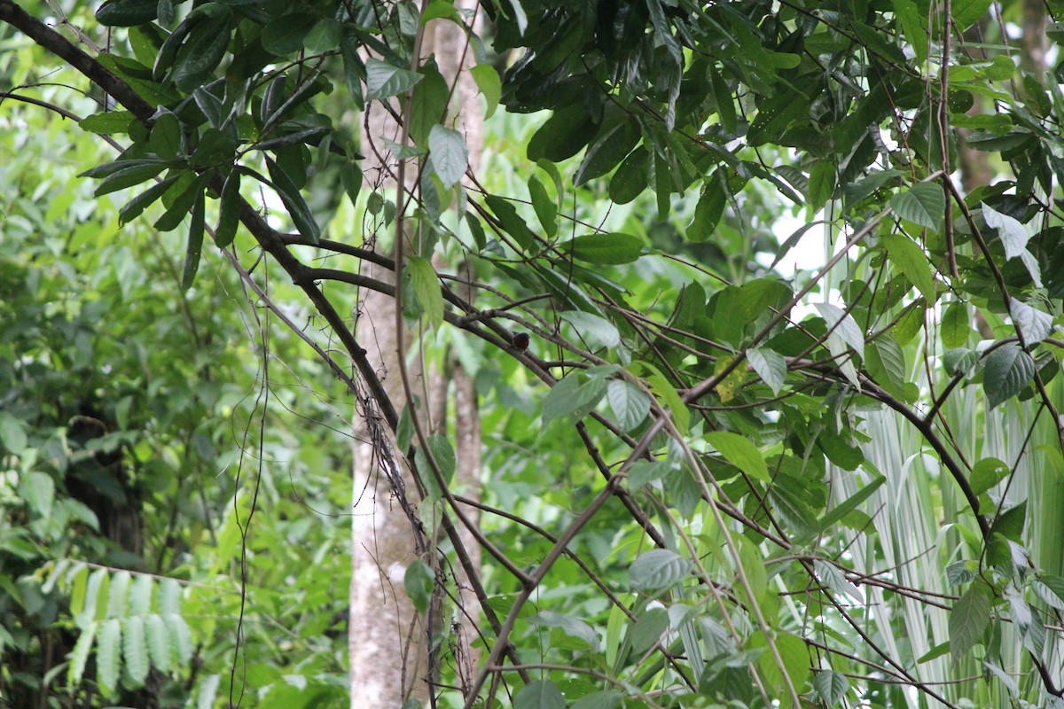 Dot-winged Antwren - ML644635347