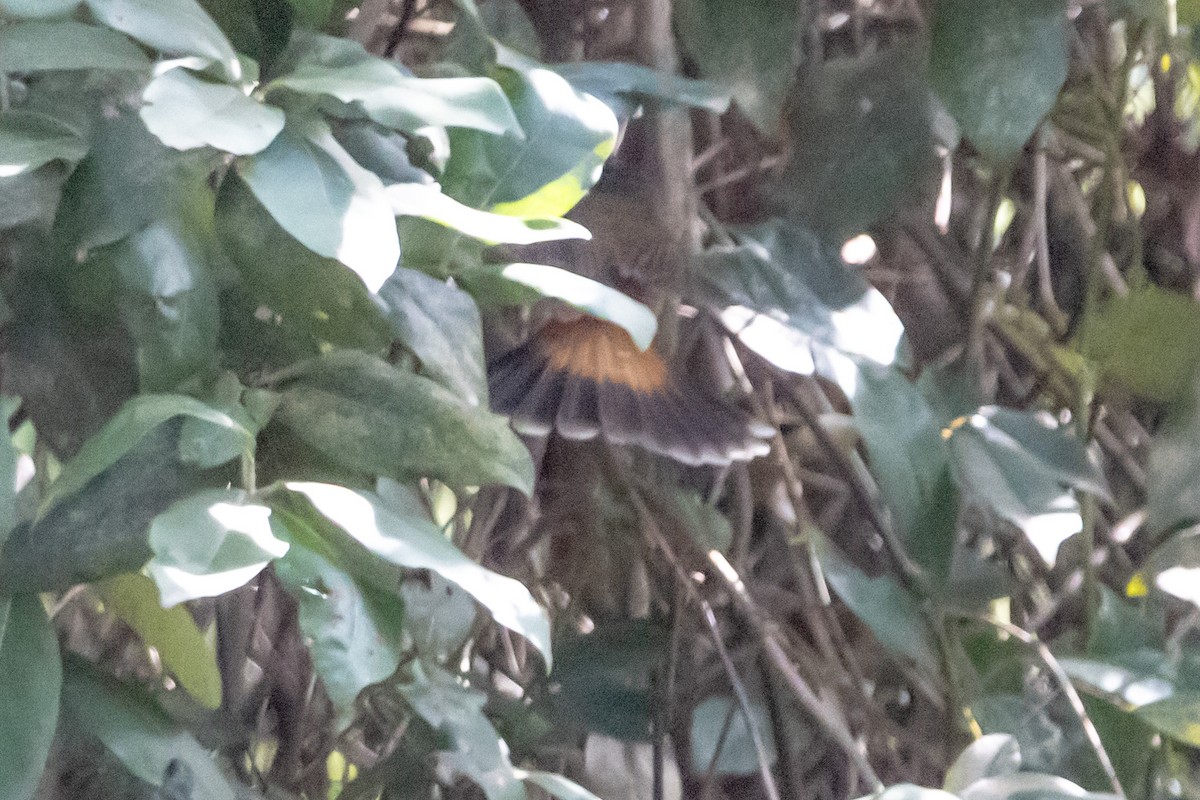 Australian Rufous Fantail - ML644635348