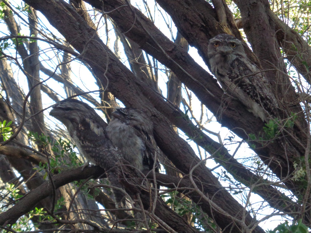 Podargo Australiano - ML644635350