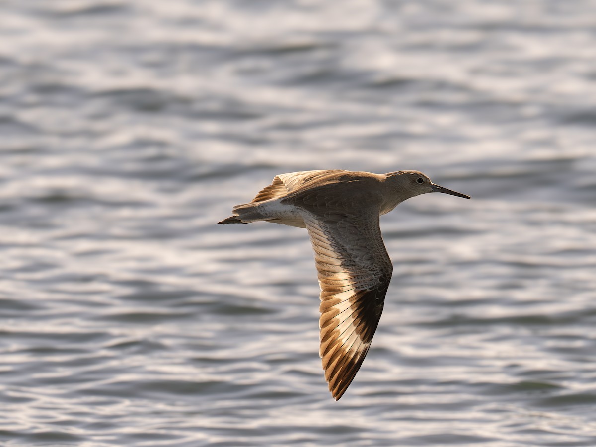 ub. måke (Larinae sp.) - ML644635351