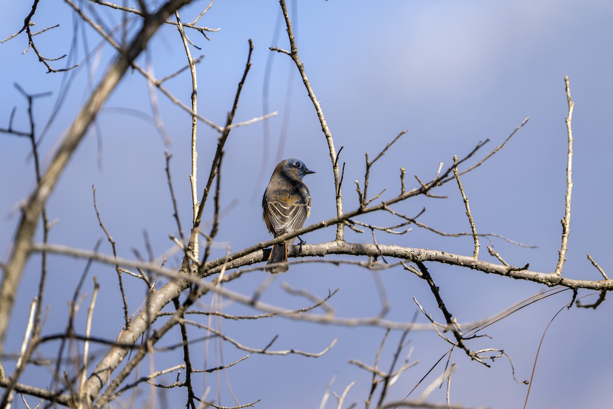 Blue-fronted Redstart - ML644635355