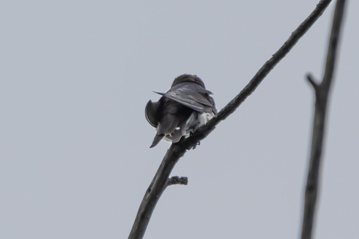 White-breasted Woodswallow - ML644635356