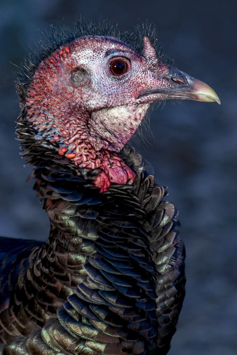Wild Turkey - ML644635365