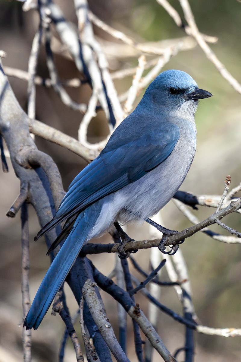 Mexican Jay - ML644635367