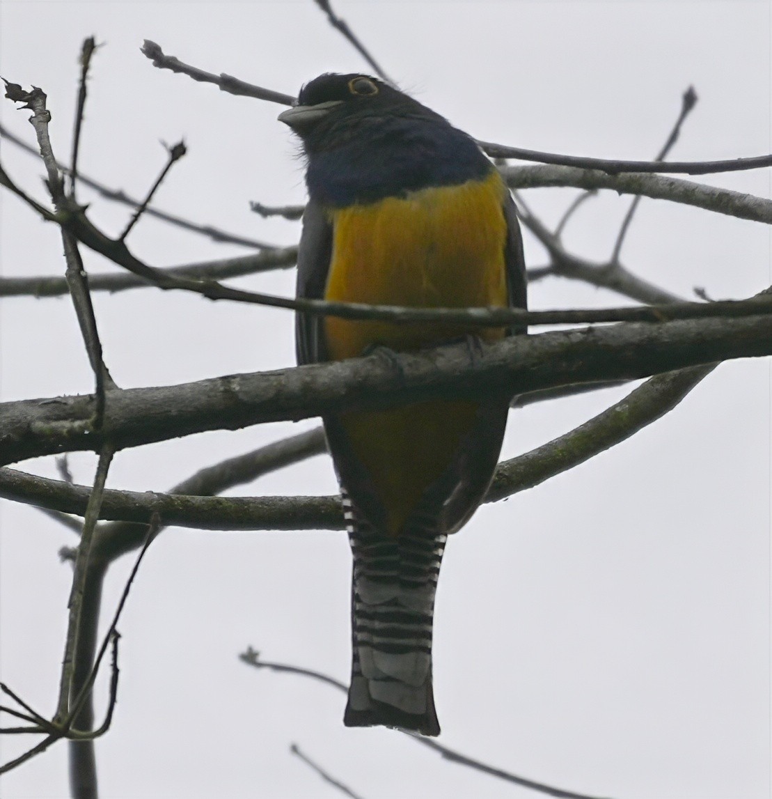 Gartered Violaceous Trogon - ML644635368