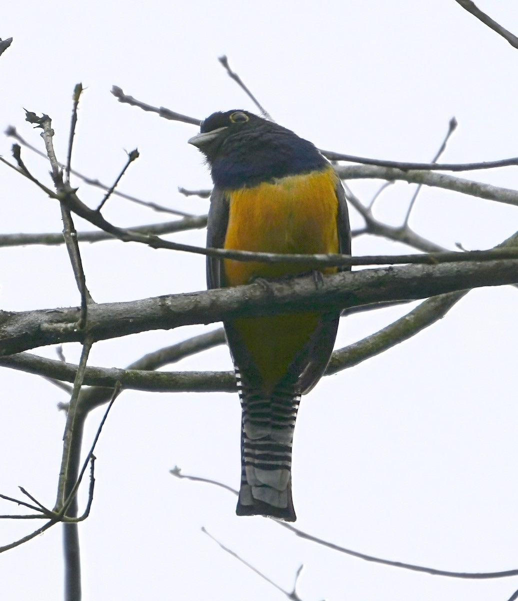 Gartered Violaceous Trogon - ML644635369