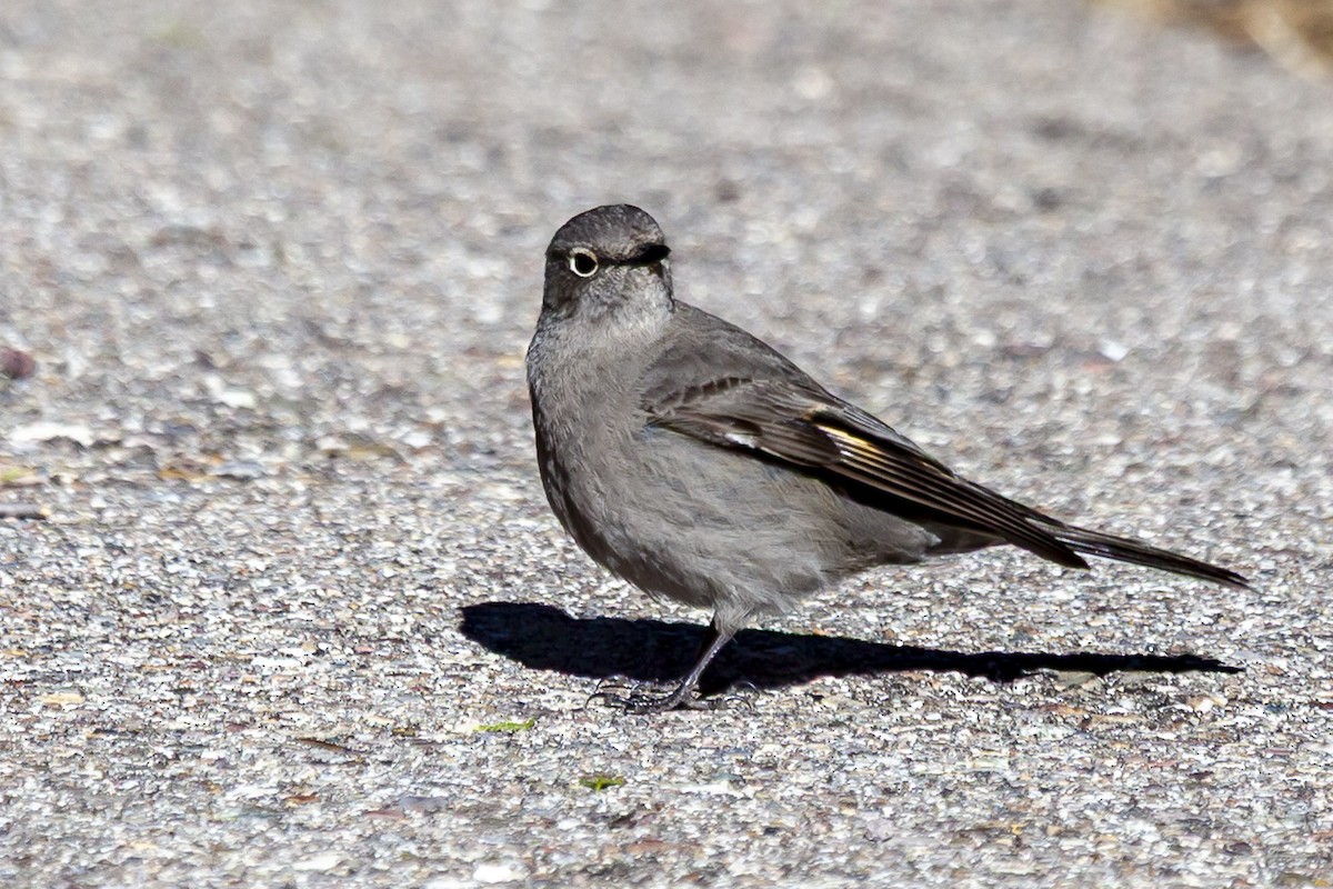 Townsend's Solitaire - ML644635370