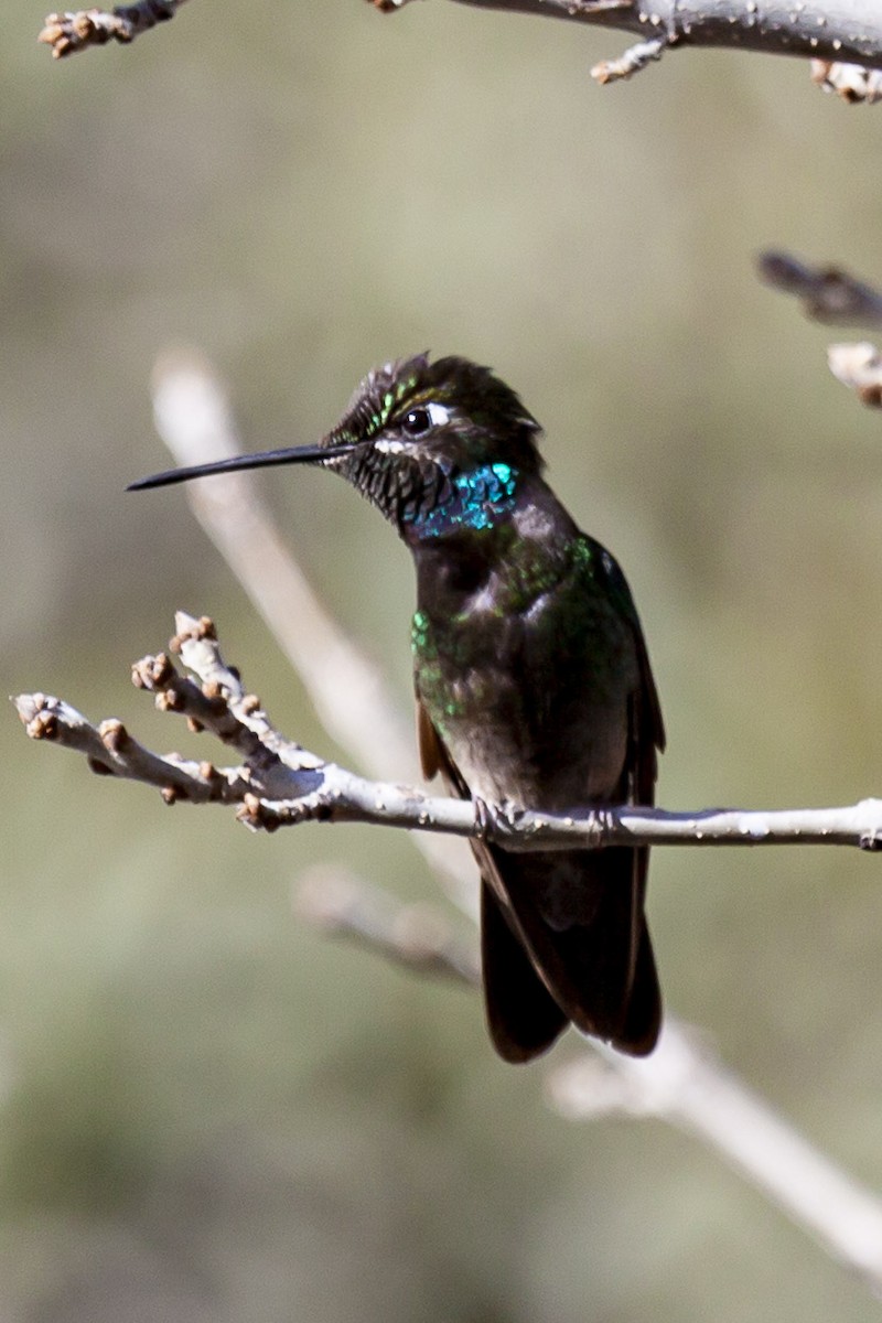 Rivoli's Hummingbird - ML644635373