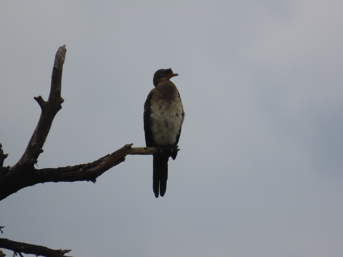 Reed Cormorant - ML644635376