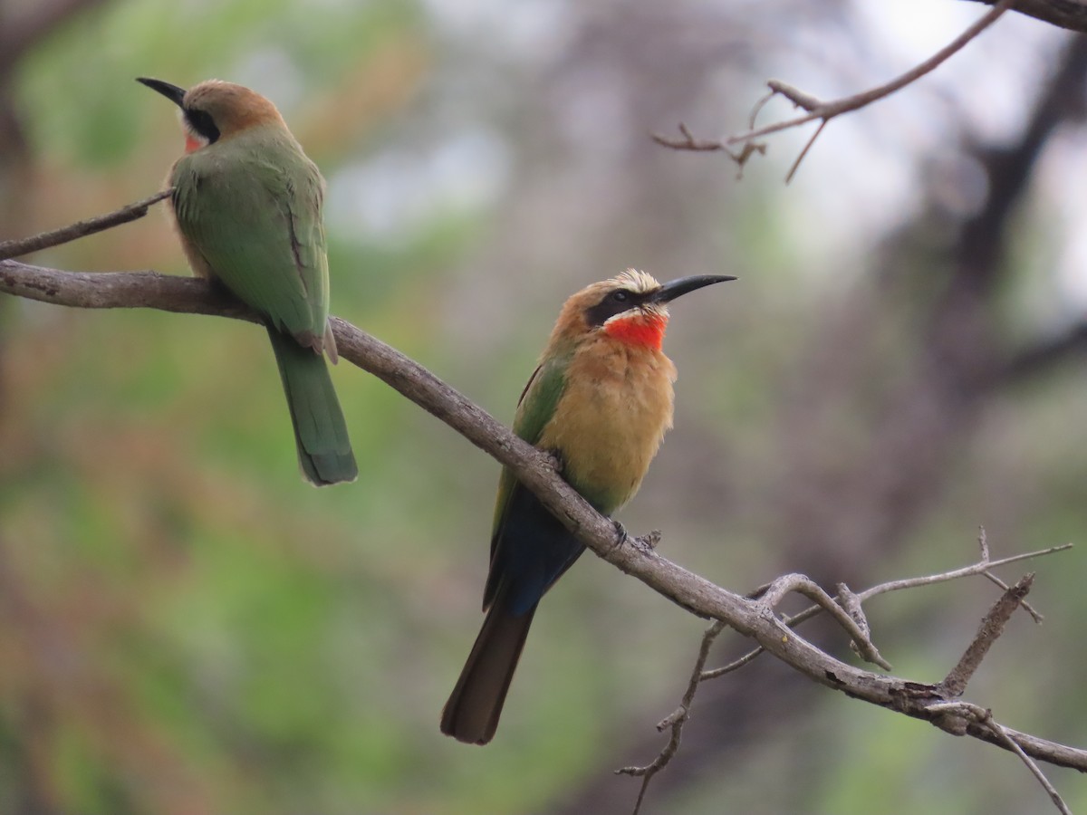 White-fronted Bee-eater - ML644635378