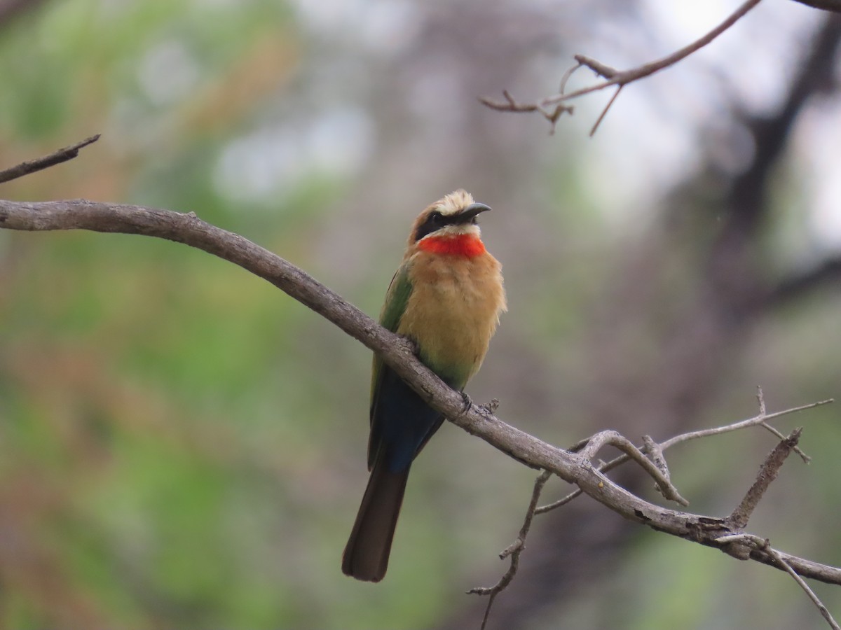 White-fronted Bee-eater - ML644635379