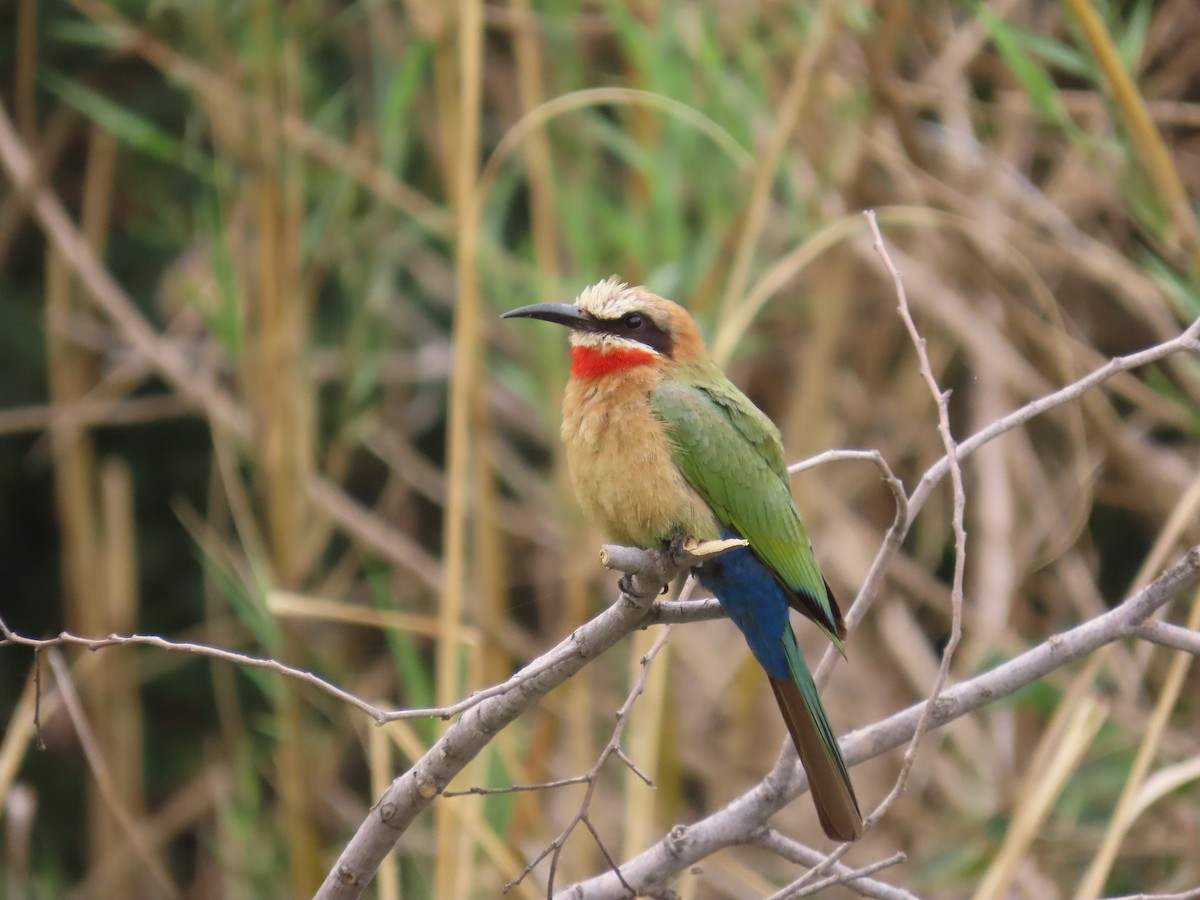 White-fronted Bee-eater - ML644635382