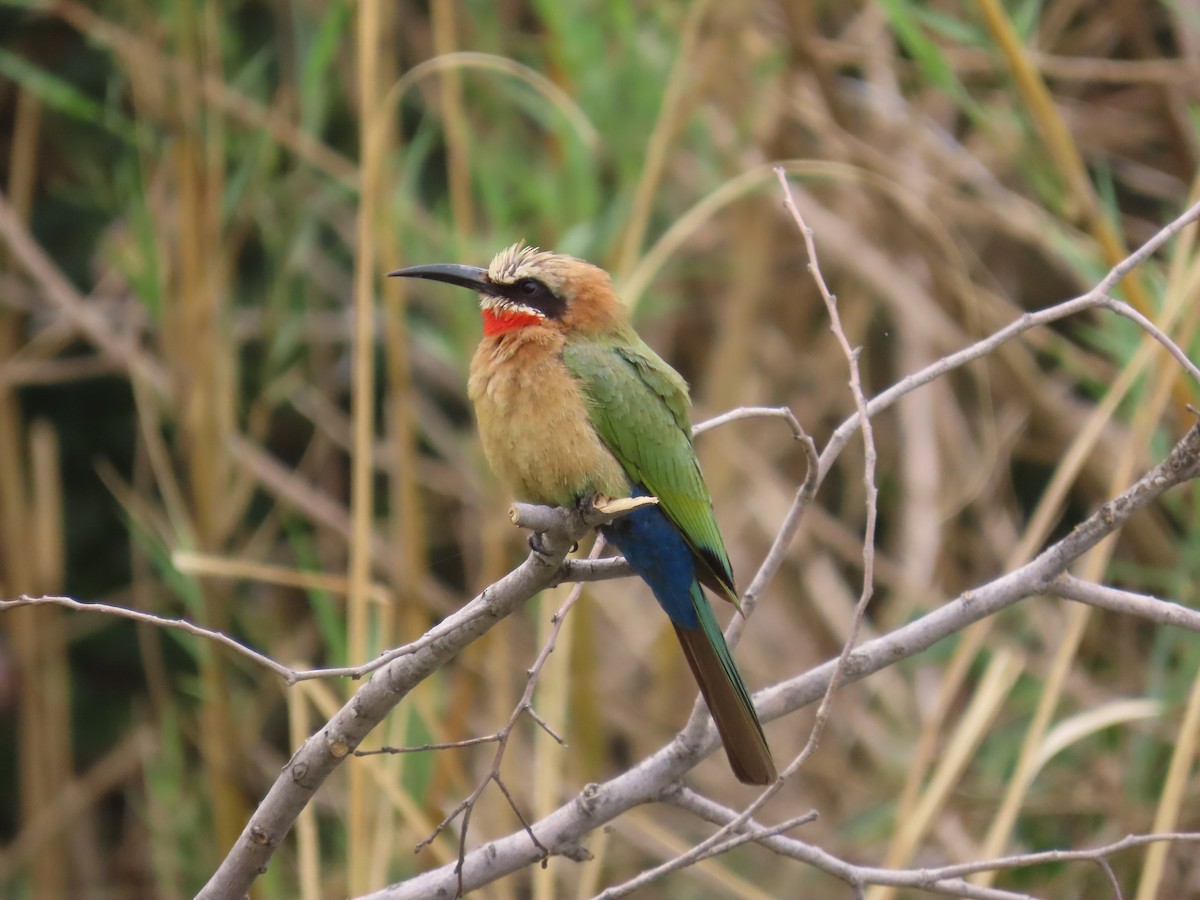 White-fronted Bee-eater - ML644635387