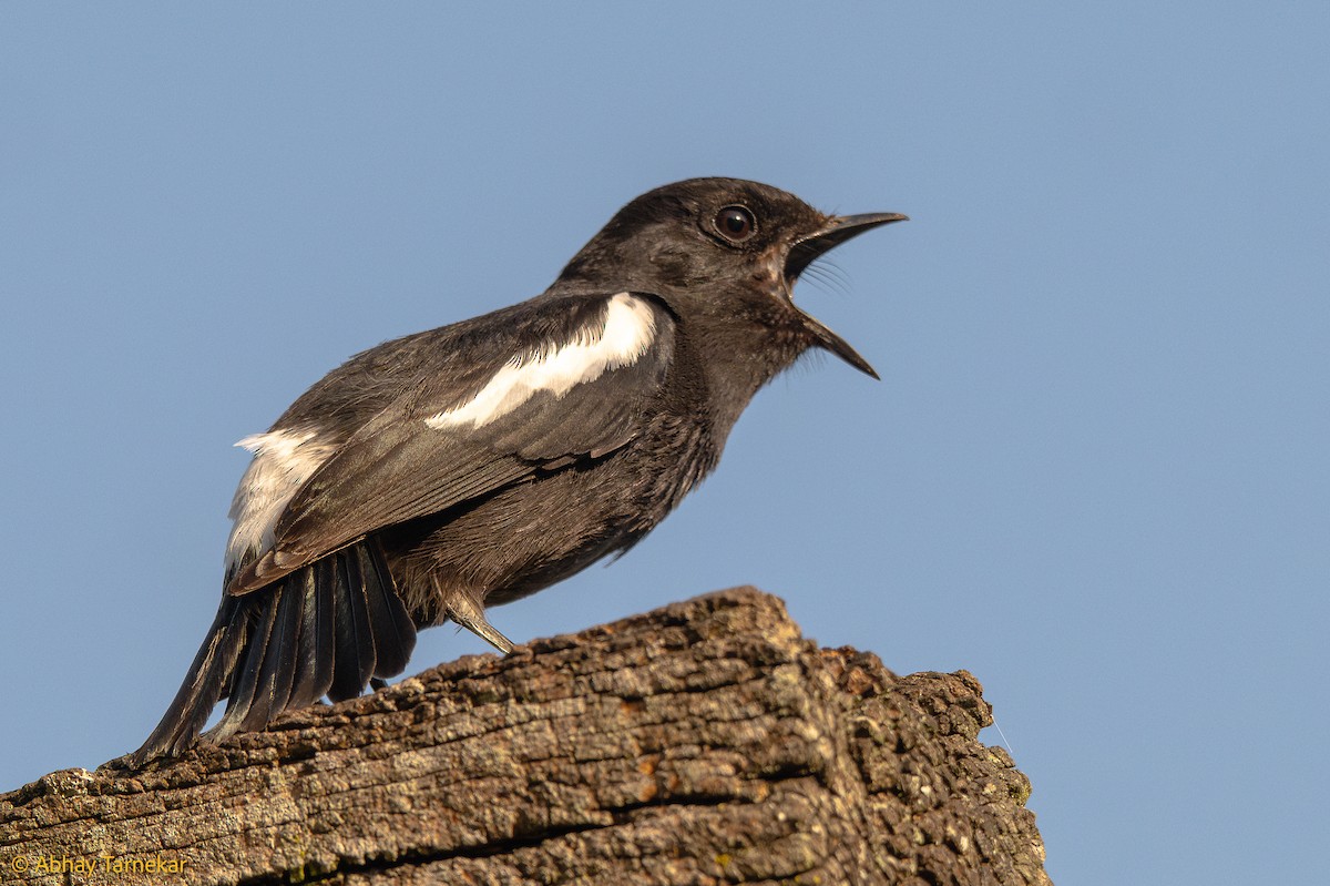 svartskvett - ML644635390