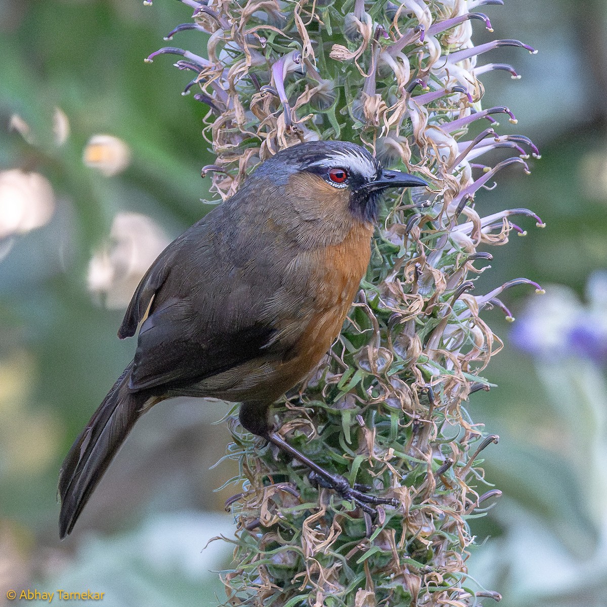 nilgirilattertrost - ML644635392