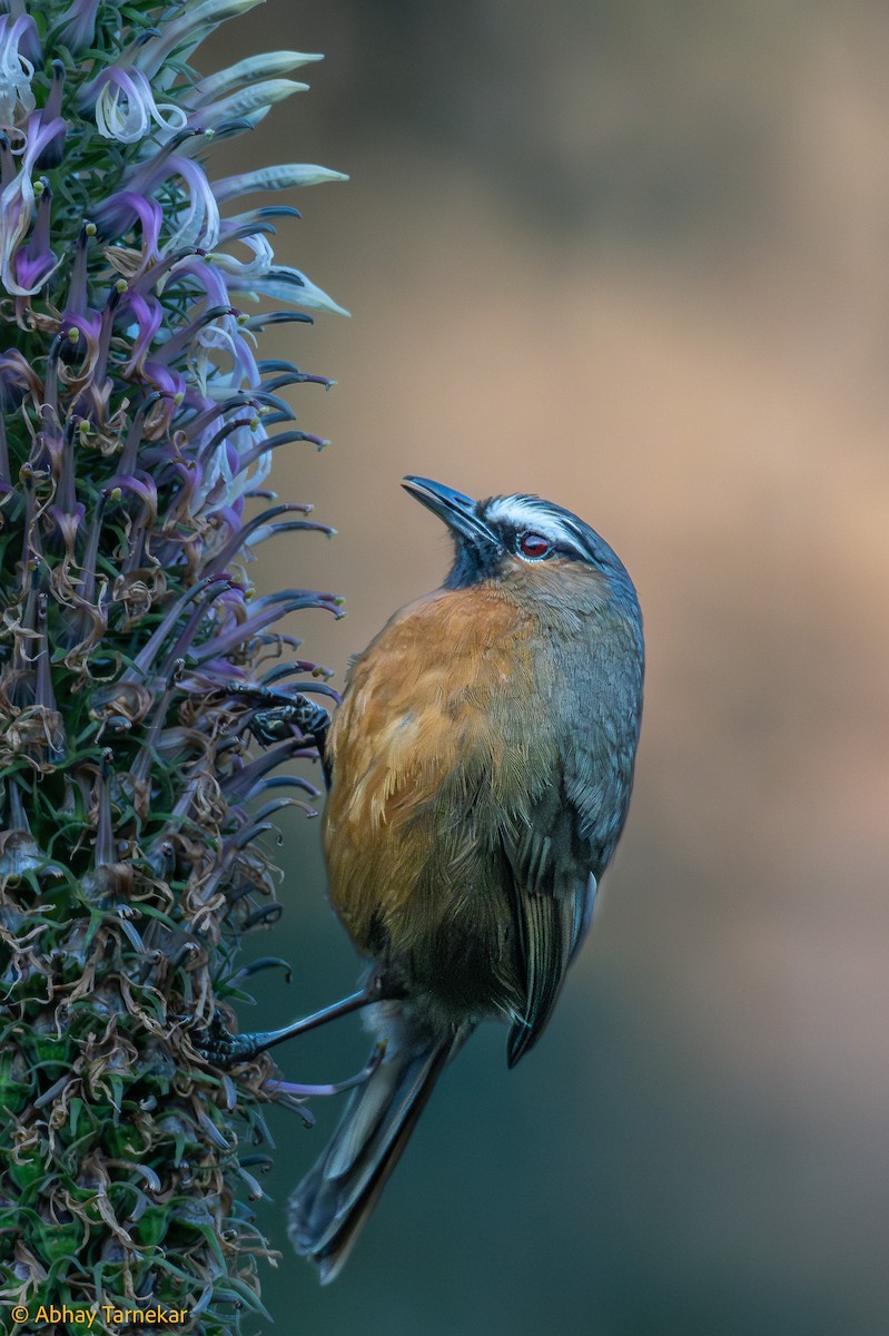 nilgirilattertrost - ML644635396