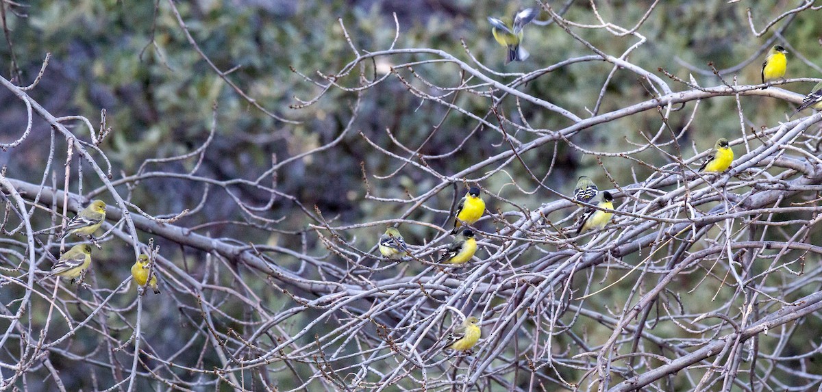 Lesser Goldfinch - ML644635398