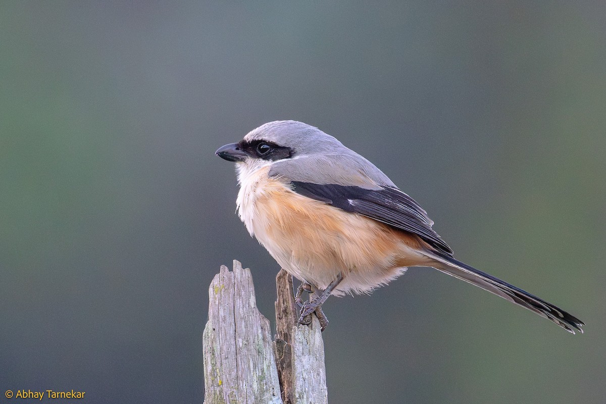 rustvarsler - ML644635399