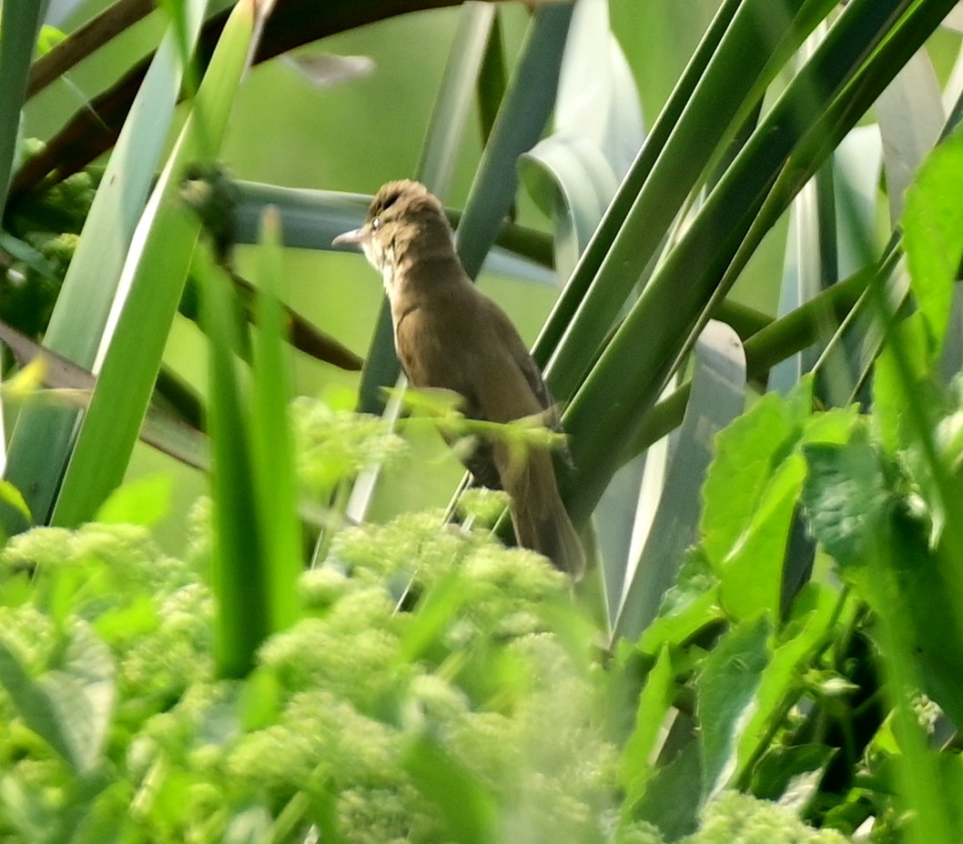 קנית אפריקנית - ML644635400
