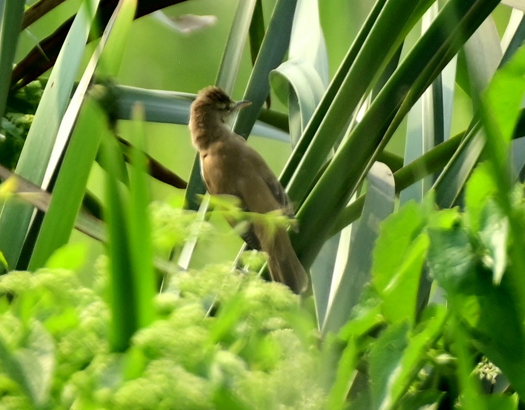קנית אפריקנית - ML644635401