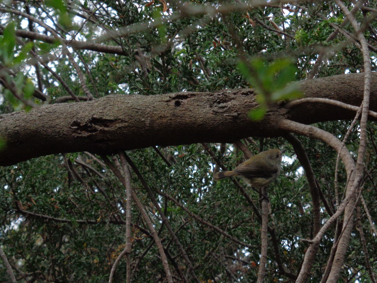Brown Thornbill - ML644635402