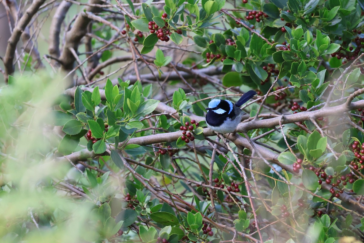 Superb Fairywren - ML644635404