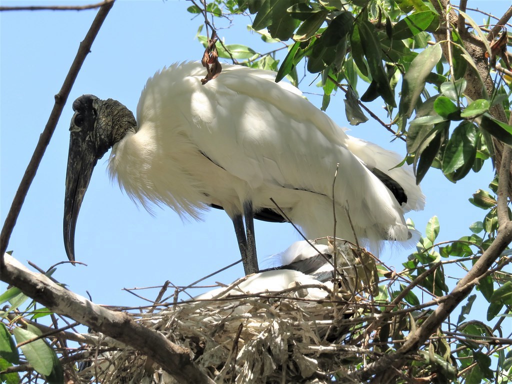 Wood Stork - ML644635409