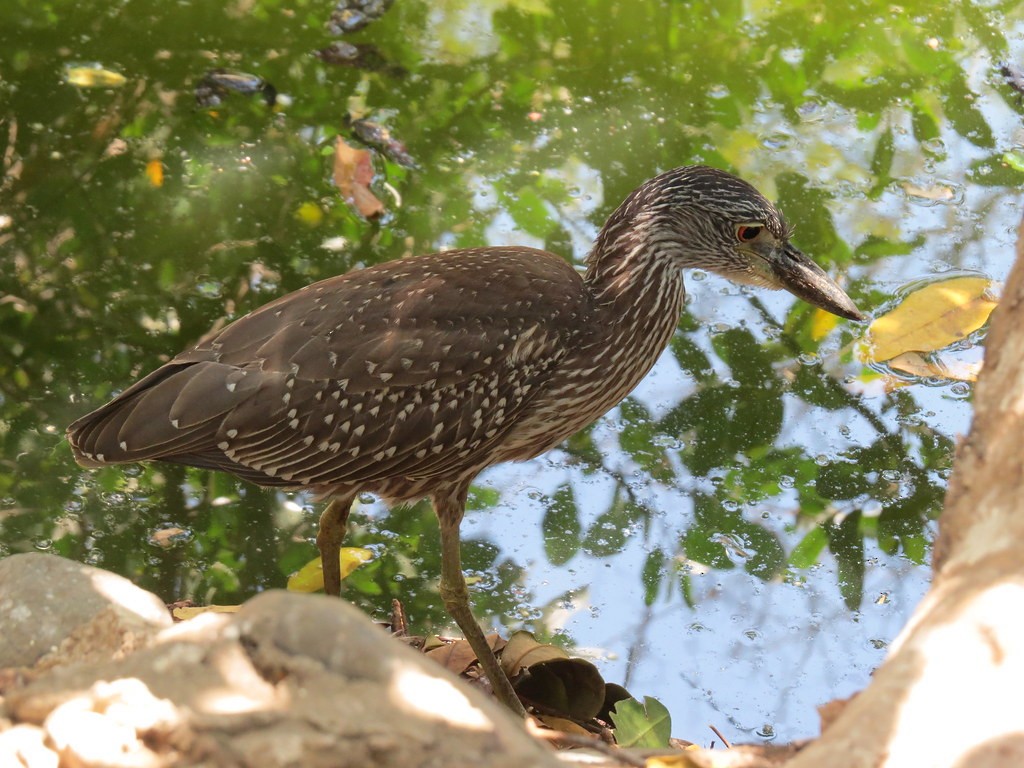 אנפת לילה צהובת-כיפה - ML644635412