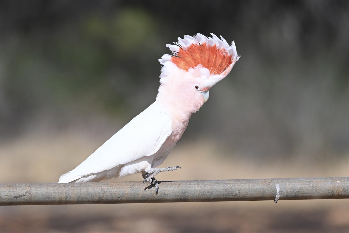 fagerkakadu - ML644635413