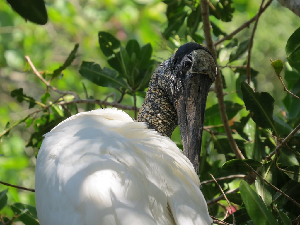 Wood Stork - ML644635414