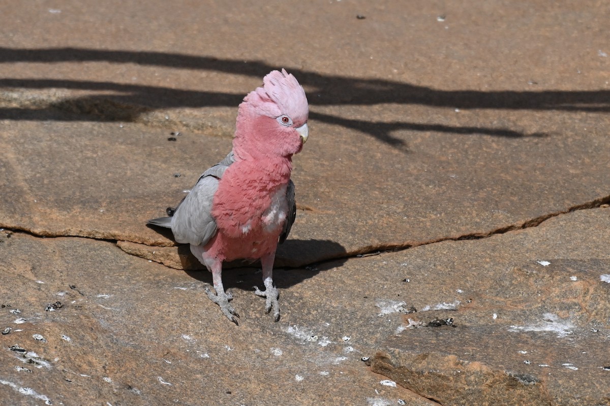 Galah - ML644635418