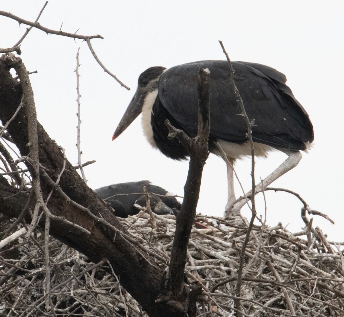 Asian Woolly-necked Stork - ML644635420