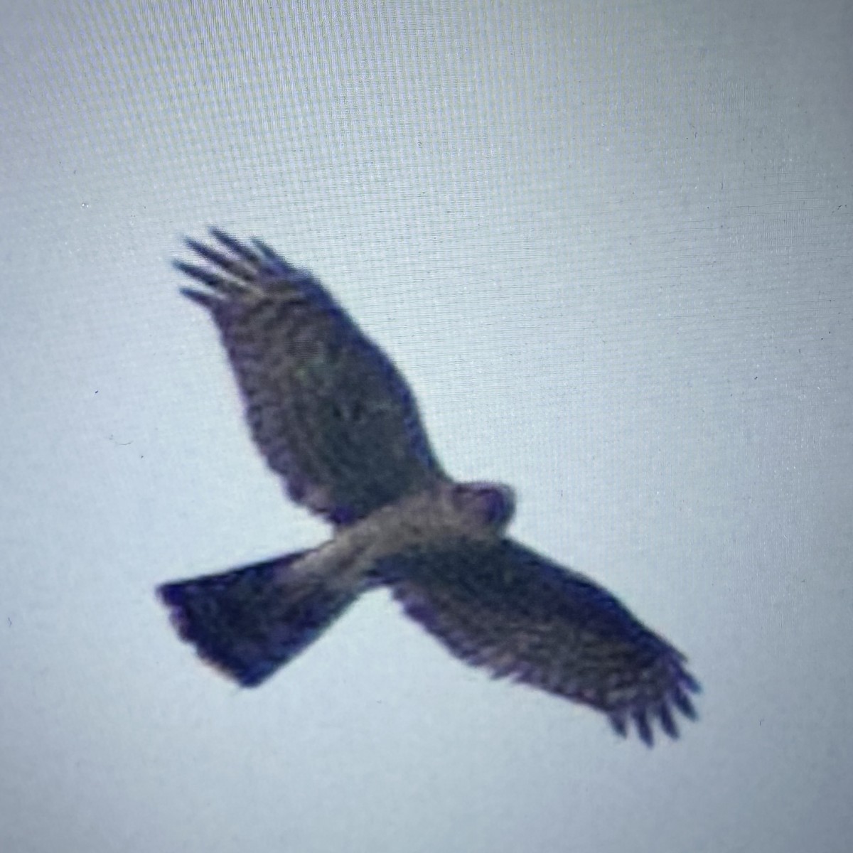 Eurasian Sparrowhawk - ML644635421