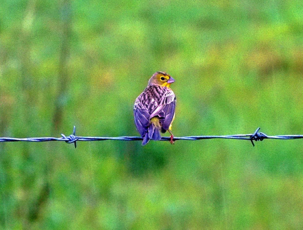 Короткоклювый зерноед - ML644635422