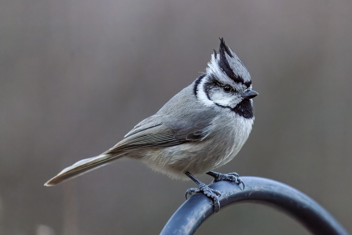 Bridled Titmouse - ML644635423