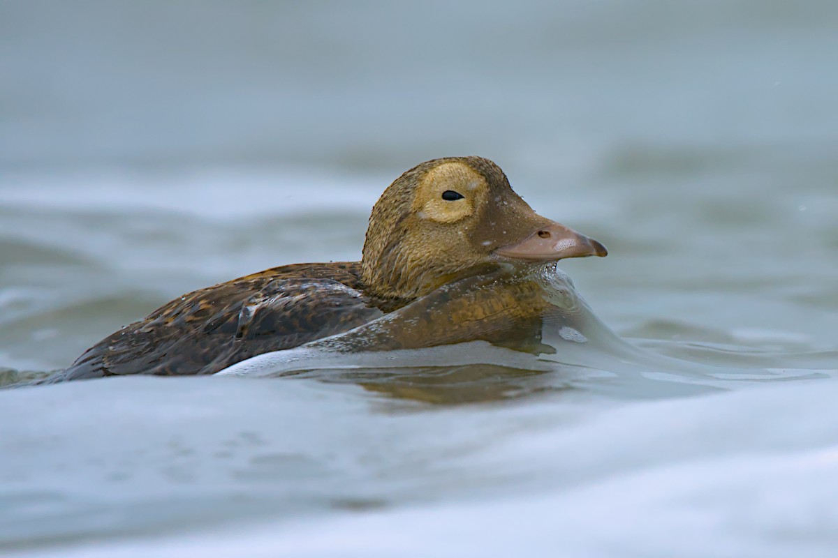 メガネケワタガモ - ML644635429