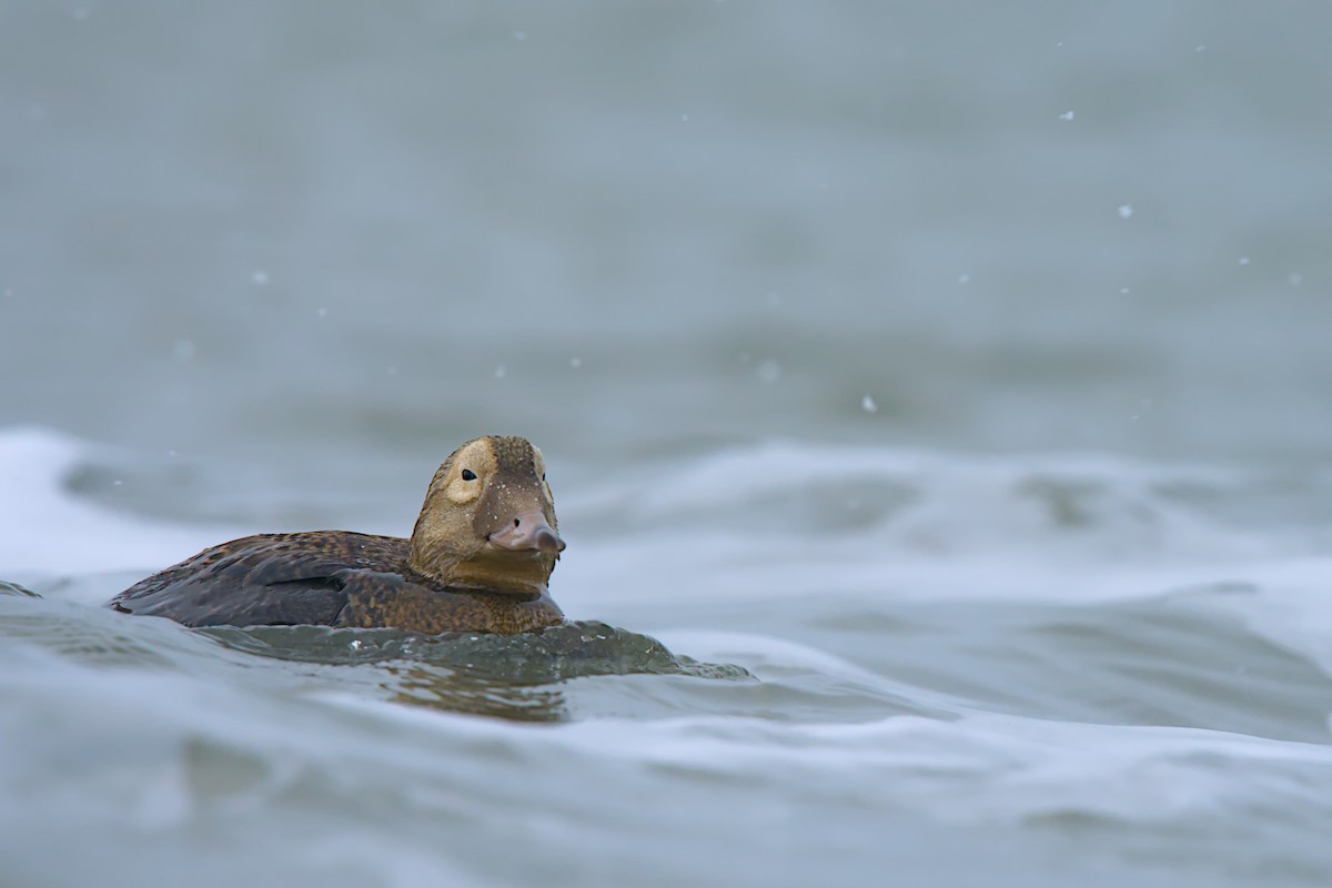 メガネケワタガモ - ML644635430