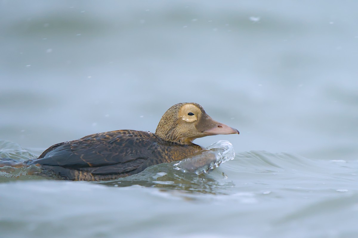 メガネケワタガモ - ML644635431