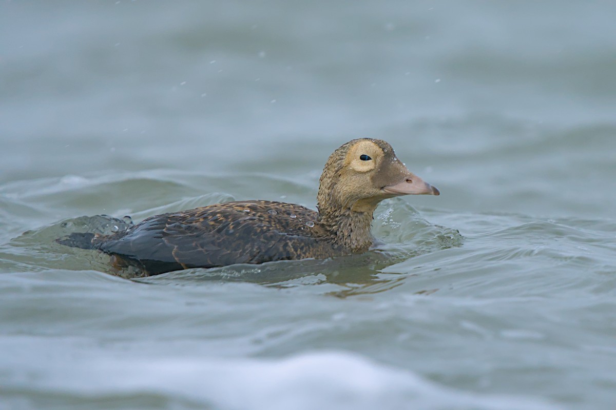 メガネケワタガモ - ML644635432