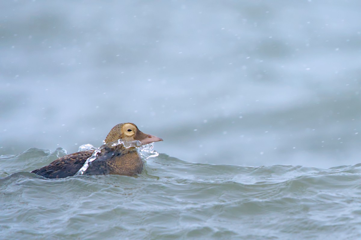 メガネケワタガモ - ML644635434