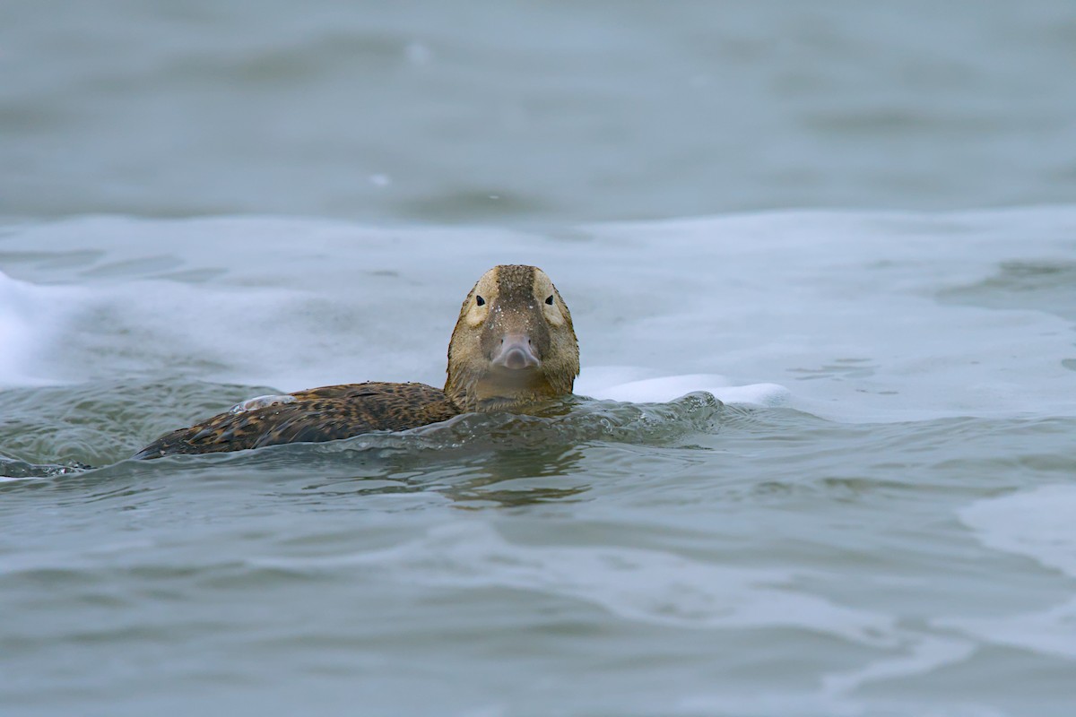 メガネケワタガモ - ML644635435