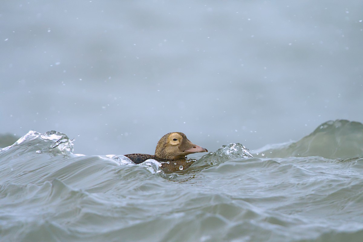 メガネケワタガモ - ML644635436