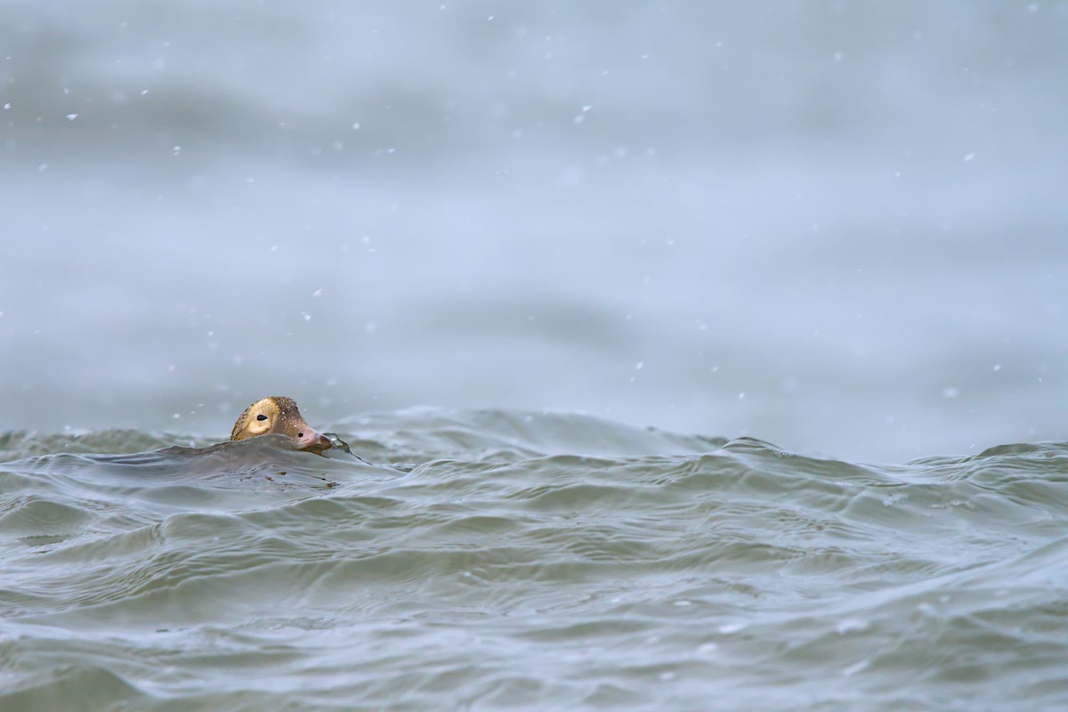 メガネケワタガモ - ML644635437