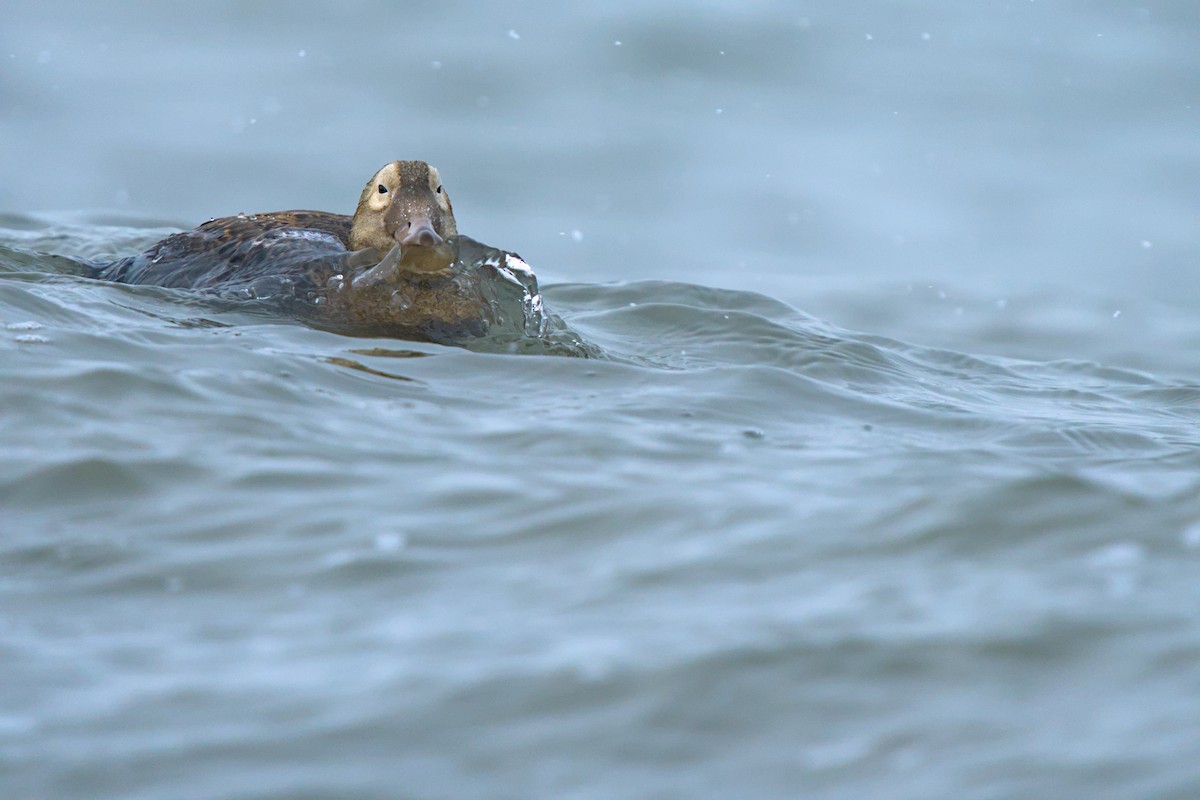 メガネケワタガモ - ML644635438