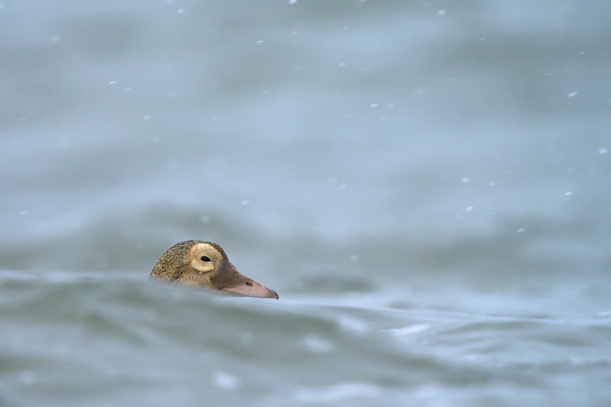 メガネケワタガモ - ML644635439