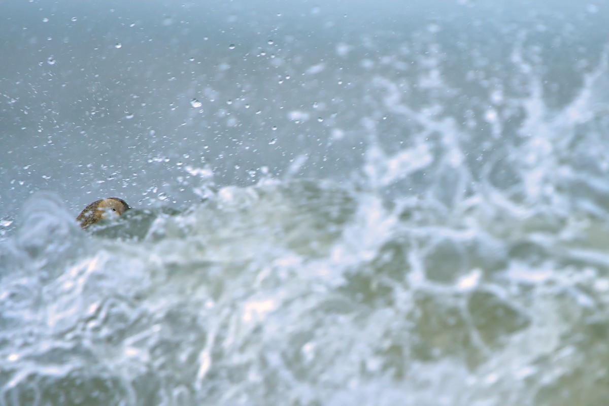 メガネケワタガモ - ML644635440