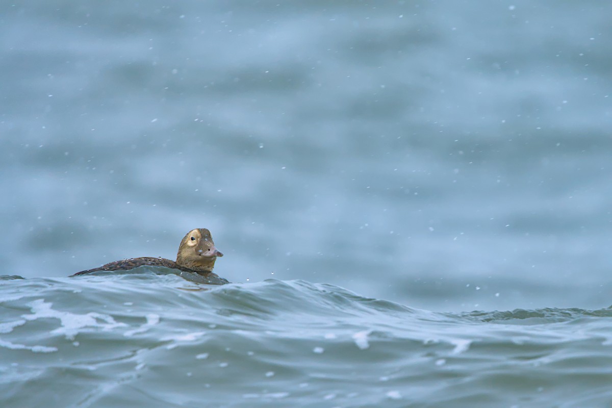 メガネケワタガモ - ML644635442